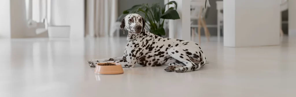 Carbohydrates in Dog Diets