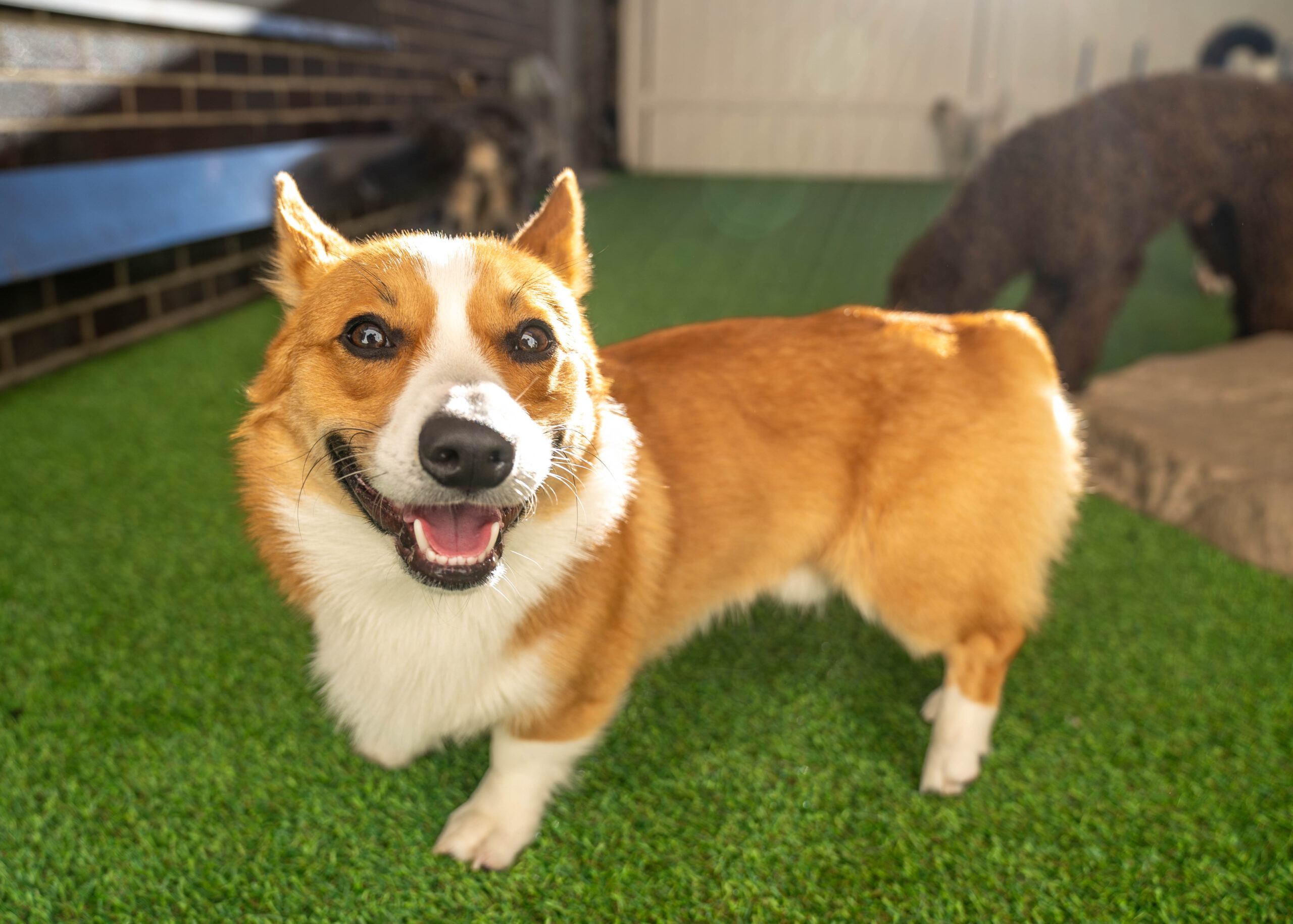 Dog-playing-in-a-safe-and-enriching-daycare-environment