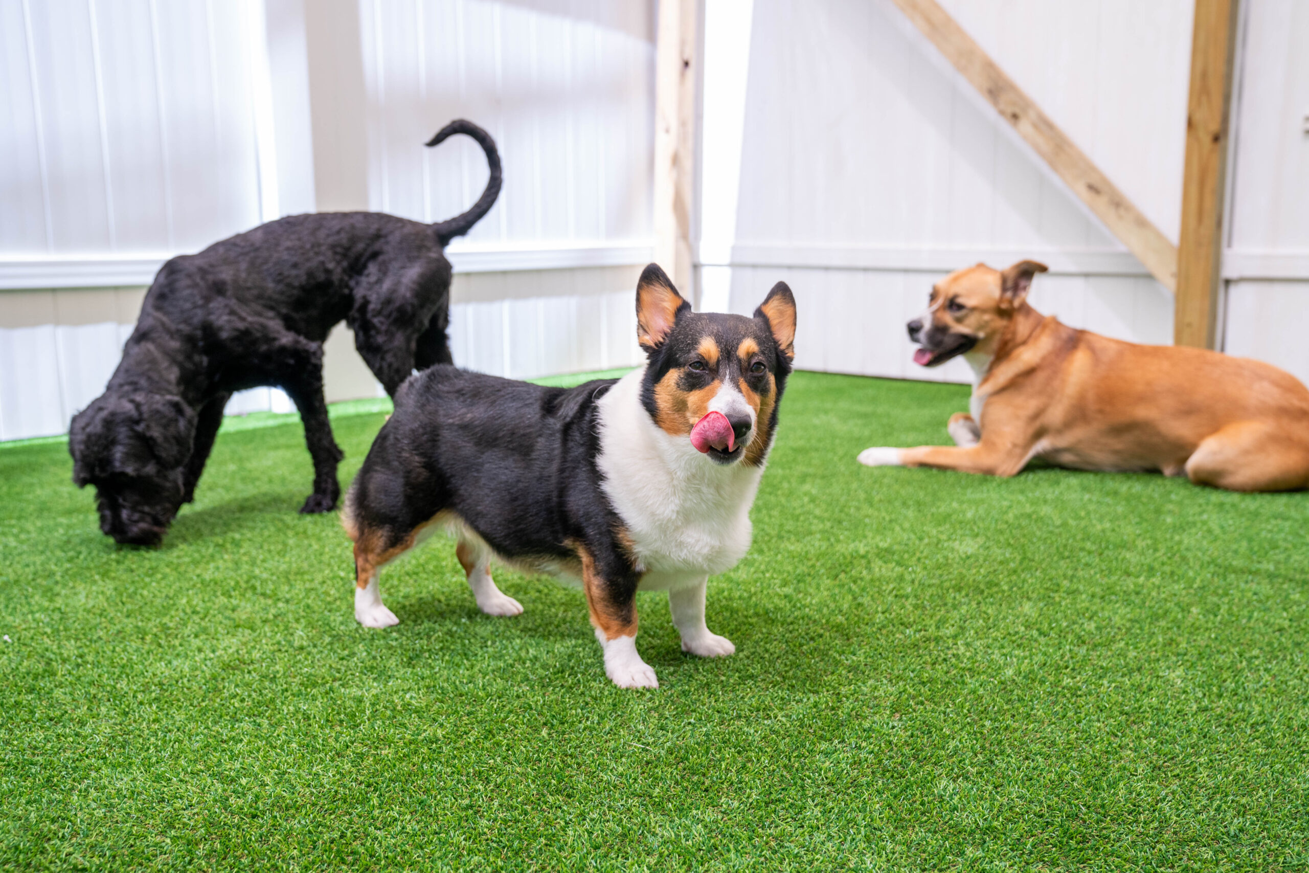 Happy pups enjoying structured dog wellness and enrichment activities at Canino
