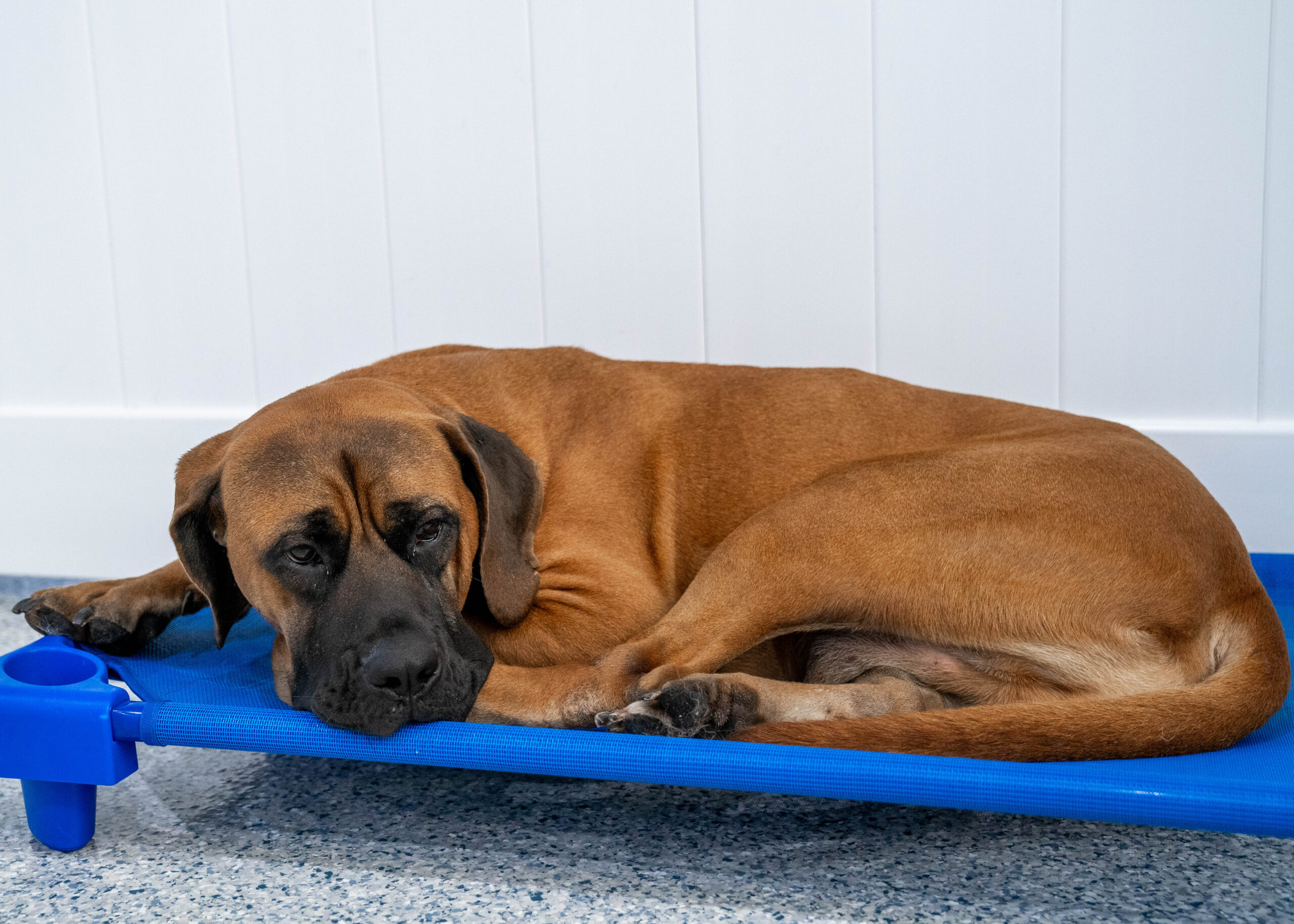 A happy pup resting comfortably at Canino Boarding in Astoria, NY