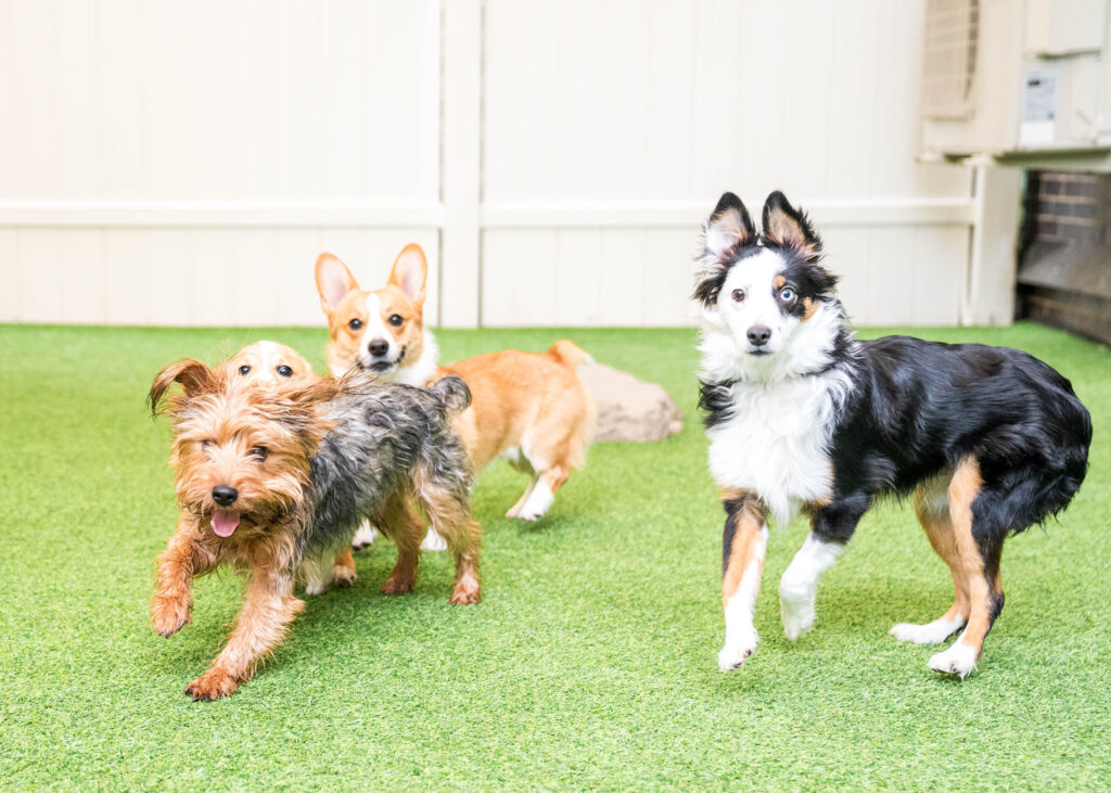 calm enrichment activity for older dogs