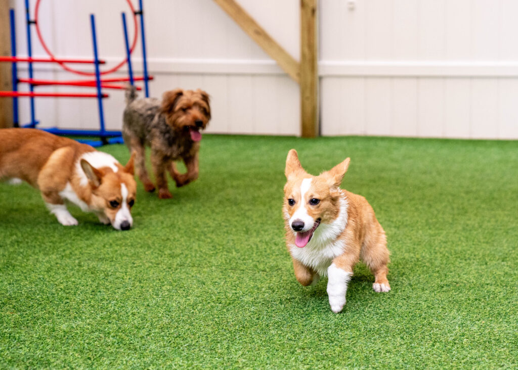 senior dog enjoying gentle playtime at Canino daycare